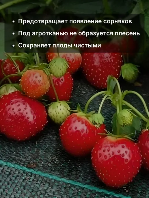Prodax Агроткань от сорняков дорожка между грядками 0,55х30 м, 55x20 м, 20 м, фото 2
