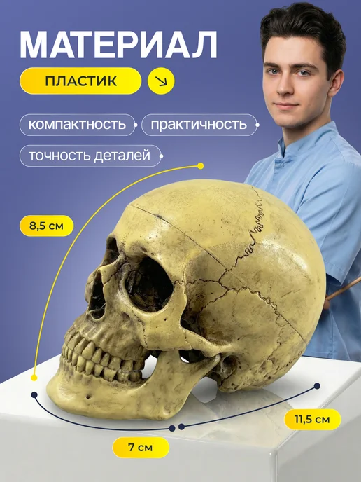 Дек Учебный макет черепа человека, вариант, фото 2