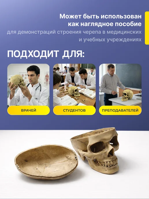 Дек Учебный макет черепа человека, вариант, фото 3