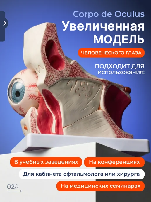 Дек Макет глаза человека для изучения анатомии, вариант, фото 2