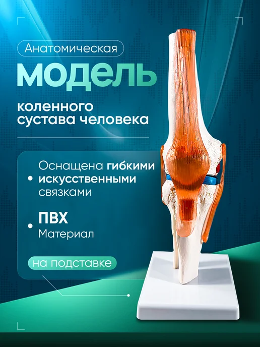 Дек Анатомическая модель коленного сустава человека Corpo Knee, вариант