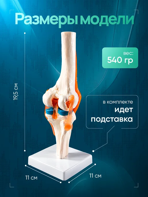 Дек Анатомическая модель коленного сустава человека Corpo Knee, вариант, фото 3