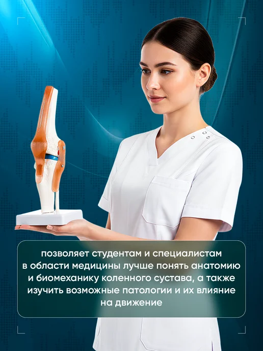 Дек Анатомическая модель коленного сустава человека Corpo Knee, вариант, фото 4