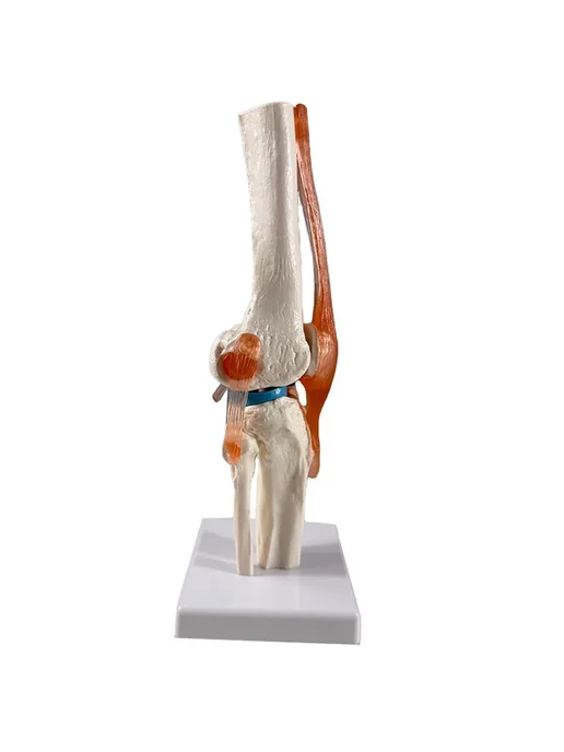 Дек Анатомическая модель коленного сустава человека Corpo Knee, вариант, фото 7