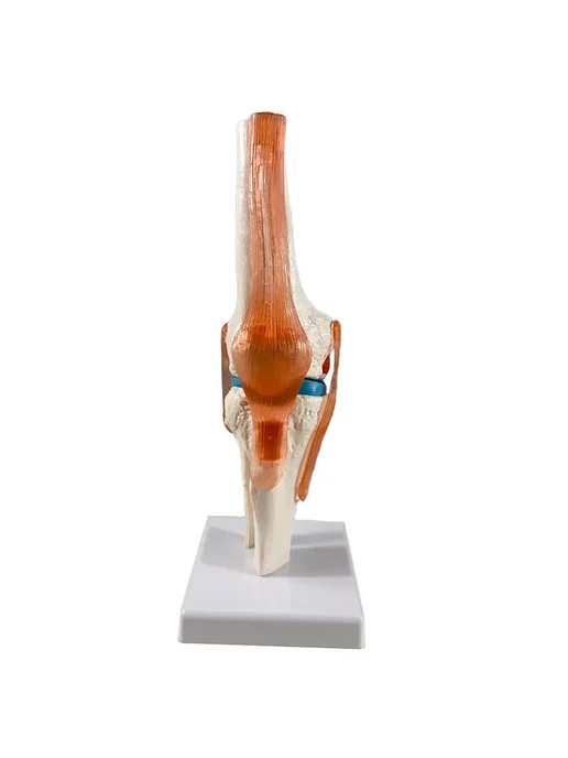 Дек Анатомическая модель коленного сустава человека Corpo Knee, вариант, фото 8