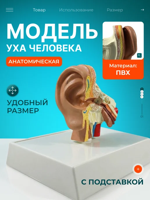 Дек Учебный макет человеческого сердца с нумерацией, вариант