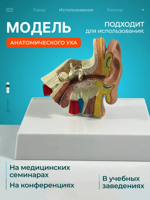 Дек Учебный макет человеческого сердца с нумерацией, вариант, фото 2
