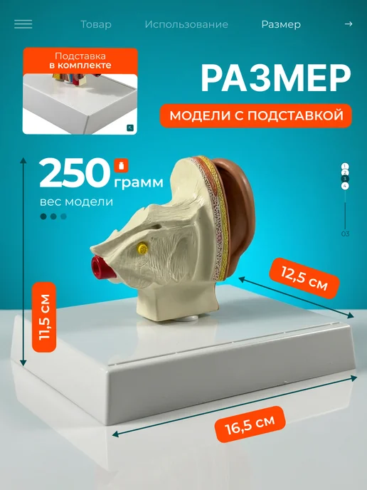 Дек Учебный макет человеческого сердца с нумерацией, вариант, фото 3