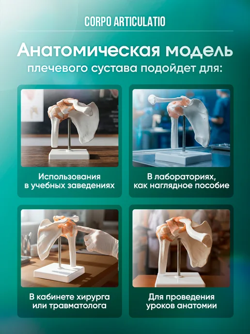 Дек Манекен плечевого сустава человека, вариант, фото 2