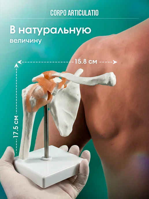 Дек Манекен плечевого сустава человека, вариант, фото 3