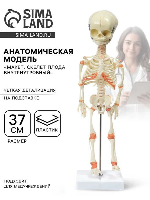 Simaland Скелет плода внутриутробный 37 см, вариант