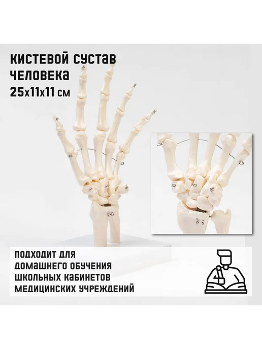 Simaland Анатомическая модель Макет кистевого сустава, вариант