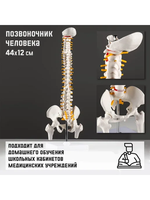 Simaland Анатомическая модель Макет позвоночника человека, позвоночника человека