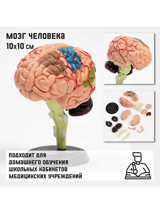 Simaland Анатомическая модель Макет мозга человека, вариант