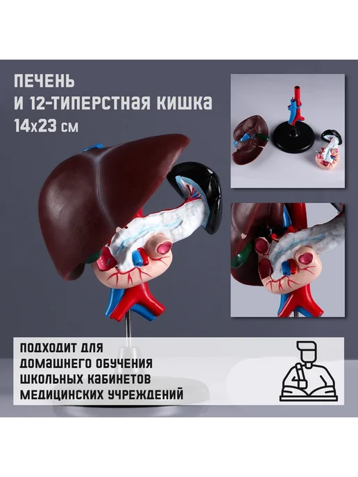 Simaland Анатомическая модель Макет позвоночника человека, печени и 12-перстной кишки