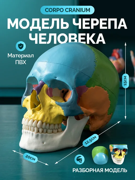 Дек Манекен черепа человека с цветовой маркировкой, вариант