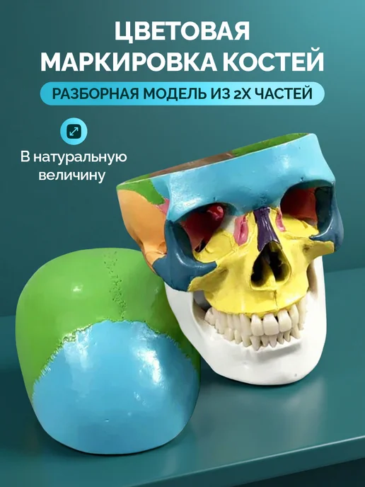 Дек Манекен черепа человека с цветовой маркировкой, вариант, фото 3