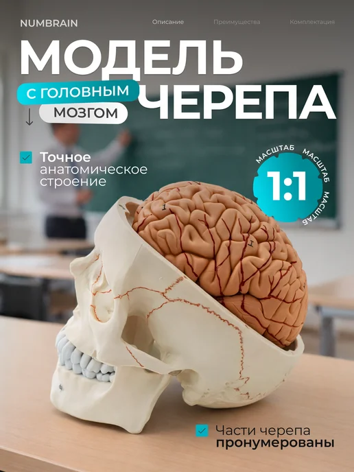 Дек Модель черепа Numbrain пронумерованная с головным мозгом, вариант