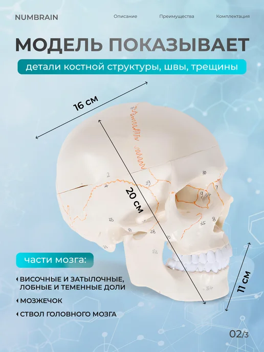 Дек Модель черепа Numbrain пронумерованная с головным мозгом, вариант, фото 2