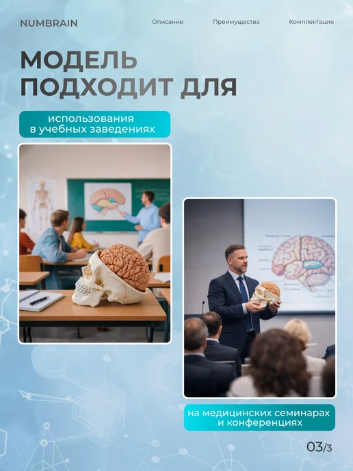Дек Модель черепа Numbrain пронумерованная с головным мозгом, вариант, фото 3