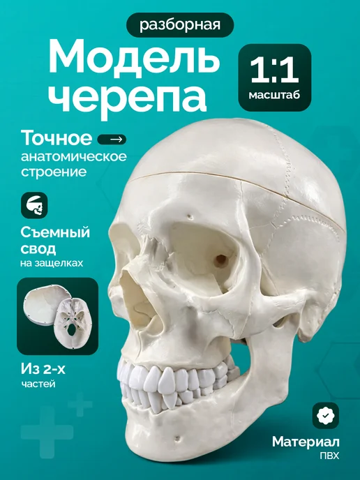Дек Учебный макет черепа в натуральную величину, вариант