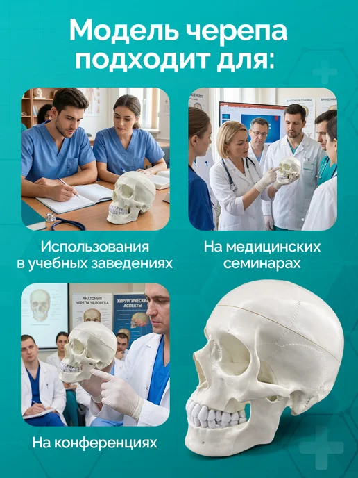 Дек Учебный макет черепа в натуральную величину, вариант, фото 2
