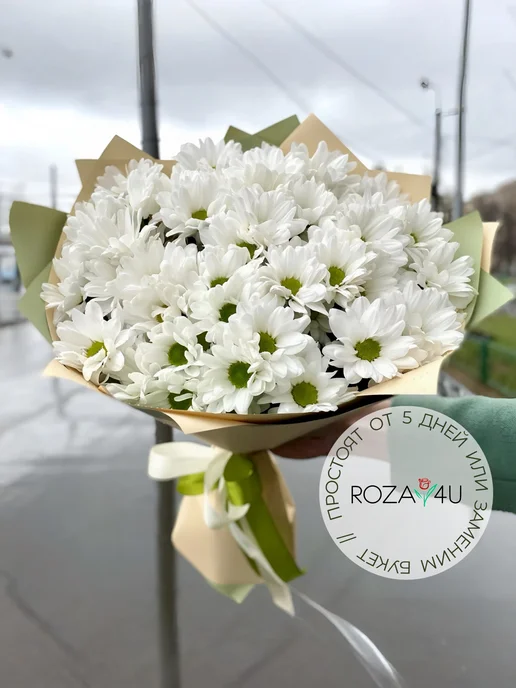 ROZA4U Букет живых цветов из белых кустовых хризантем, белый