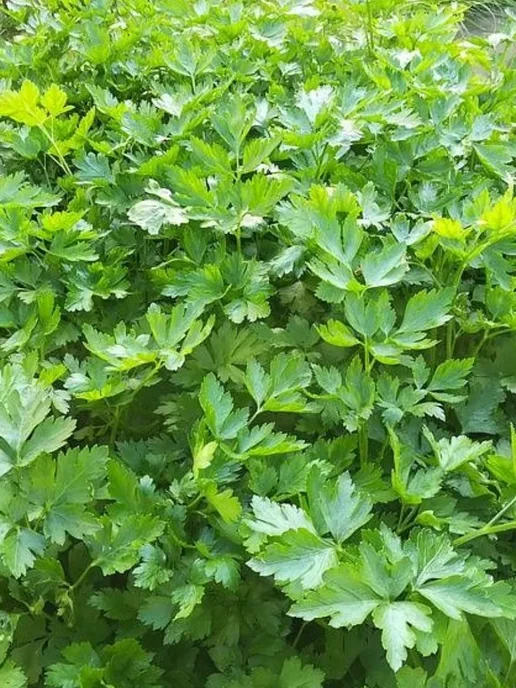 АГРОУСПЕХ Семена петрушки Итальянский гигант, 3г, 3 г, фото 3