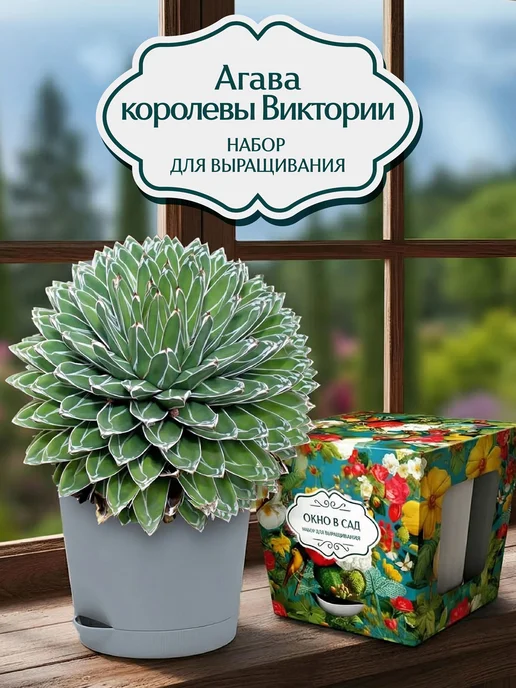 Окно в сад Агава королевы Виктории Набор для выращивания, вариант