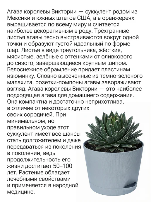 Окно в сад Агава королевы Виктории Набор для выращивания, вариант, фото 2
