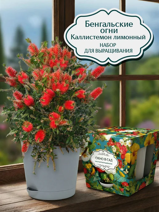 Окно в сад Бенгальские огни Набор для выращивания, вариант
