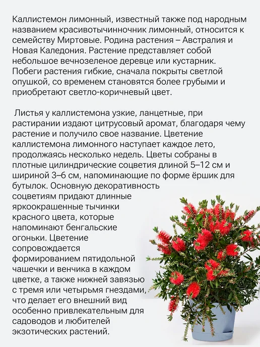 Окно в сад Бенгальские огни Набор для выращивания, вариант, фото 2