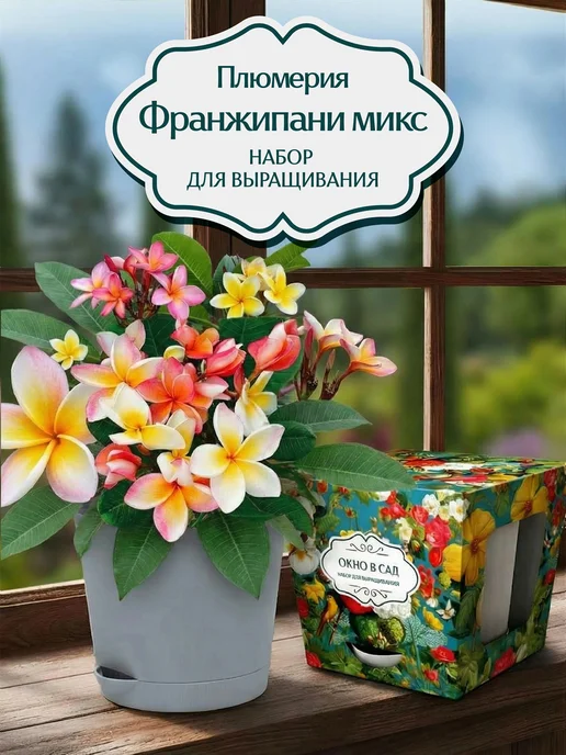 Окно в сад Франжипани микс (плюмерия) Набор для выращивания, вариант