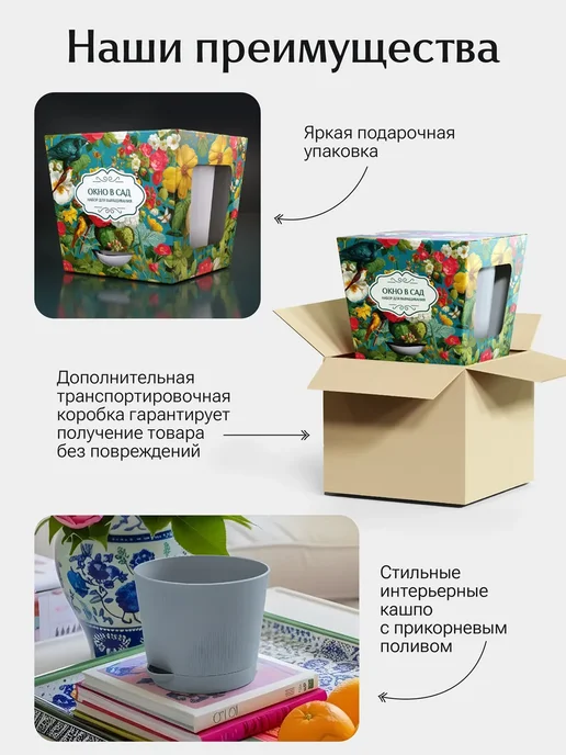 Окно в сад Франжипани микс (плюмерия) Набор для выращивания, вариант, фото 5