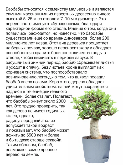 Окно в сад Баобаб (адансония) Набор для выращивания, вариант, фото 2