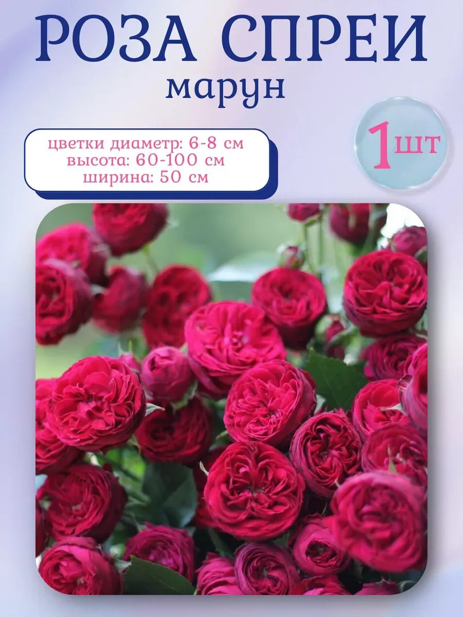 Роза спреи многолетние цветы 1 саженец