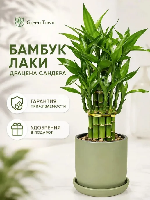 GREEN TOWN Бамбук Лаки (Драцена Сандера) живое растение, зеленый