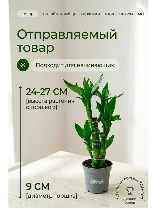 GREEN TOWN Бамбук Лаки (Драцена Сандера) живое растение, зеленый, фото 2