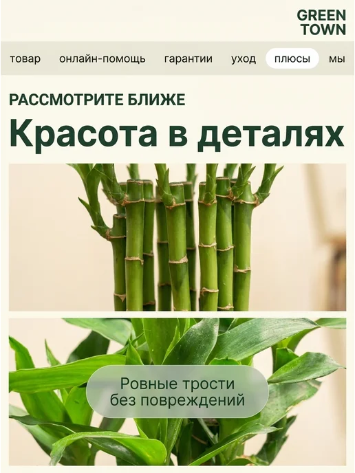 GREEN TOWN Бамбук Лаки (Драцена Сандера) живое растение, зеленый, фото 3