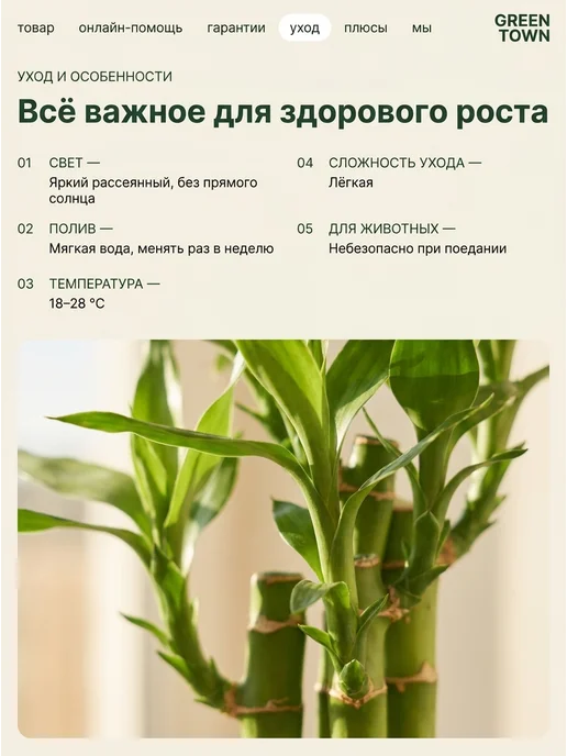 GREEN TOWN Бамбук Лаки (Драцена Сандера) живое растение, зеленый, фото 4