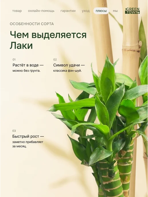 GREEN TOWN Бамбук Лаки (Драцена Сандера) живое растение, зеленый, фото 5