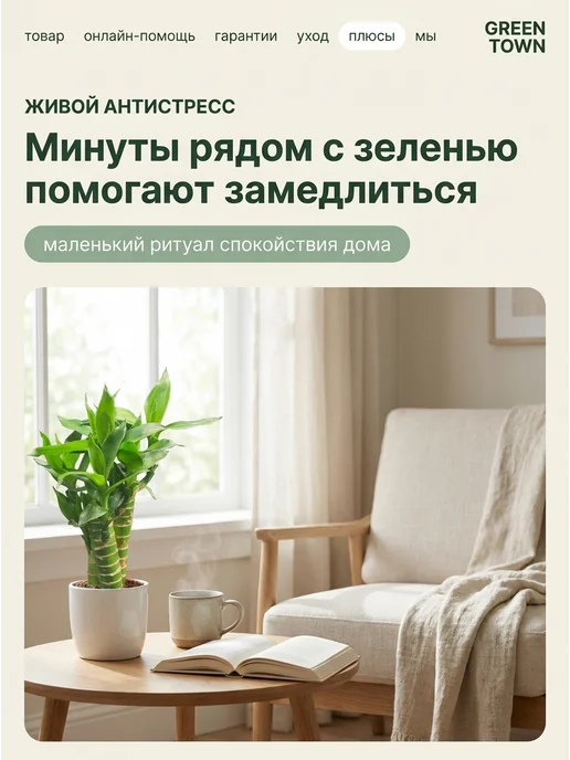 GREEN TOWN Бамбук Лаки (Драцена Сандера) живое растение, зеленый, фото 6