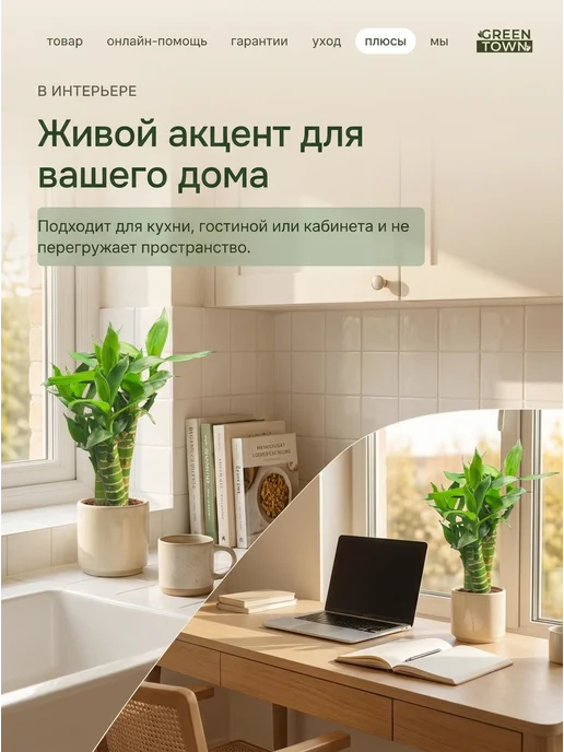 GREEN TOWN Бамбук Лаки (Драцена Сандера) живое растение, зеленый, фото 7