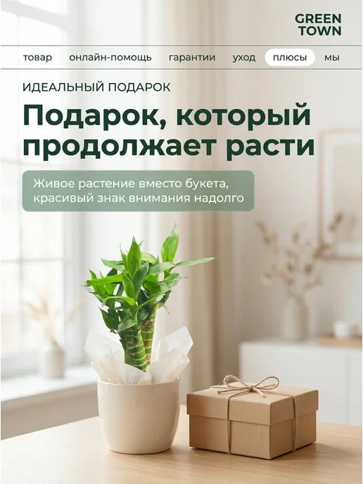 GREEN TOWN Бамбук Лаки (Драцена Сандера) живое растение, зеленый, фото 8