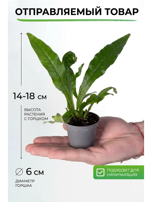GREEN TOWN Микросорум Крокодил живое растение, зеленый, фото 2