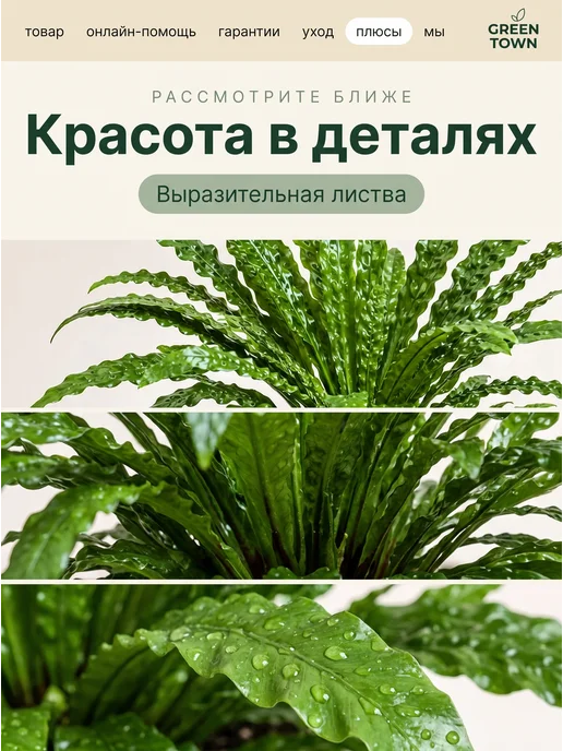 GREEN TOWN Микросорум Крокодил живое растение, зеленый, фото 3