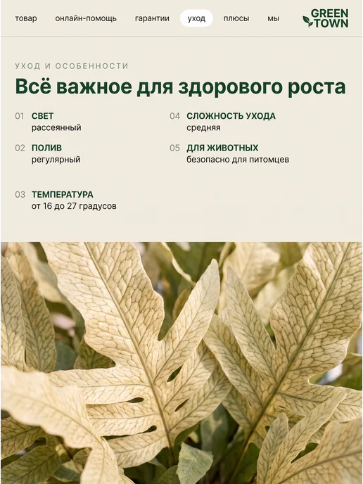 GREEN TOWN Микросорум Крокодил живое растение, зеленый, фото 4