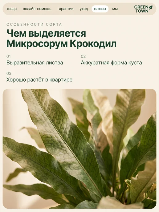GREEN TOWN Микросорум Крокодил живое растение, зеленый, фото 5