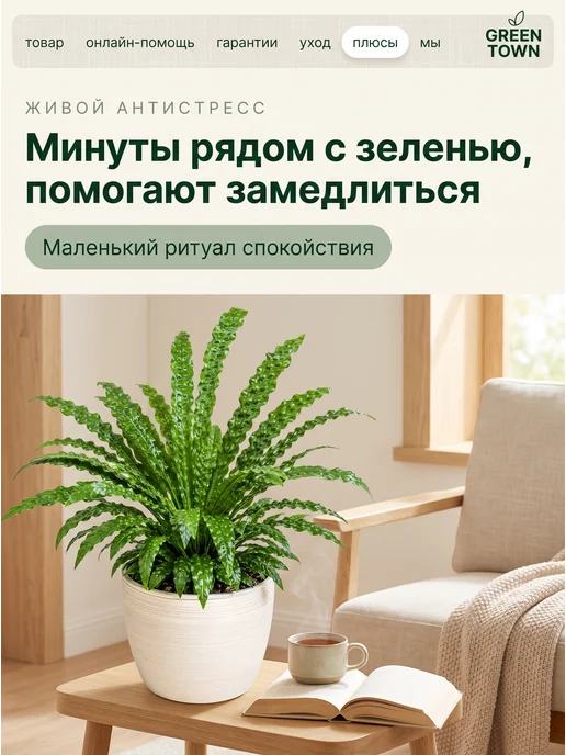 GREEN TOWN Микросорум Крокодил живое растение, зеленый, фото 6