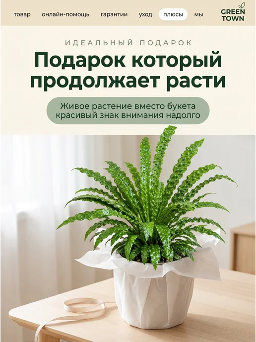 GREEN TOWN Микросорум Крокодил живое растение, зеленый, фото 8